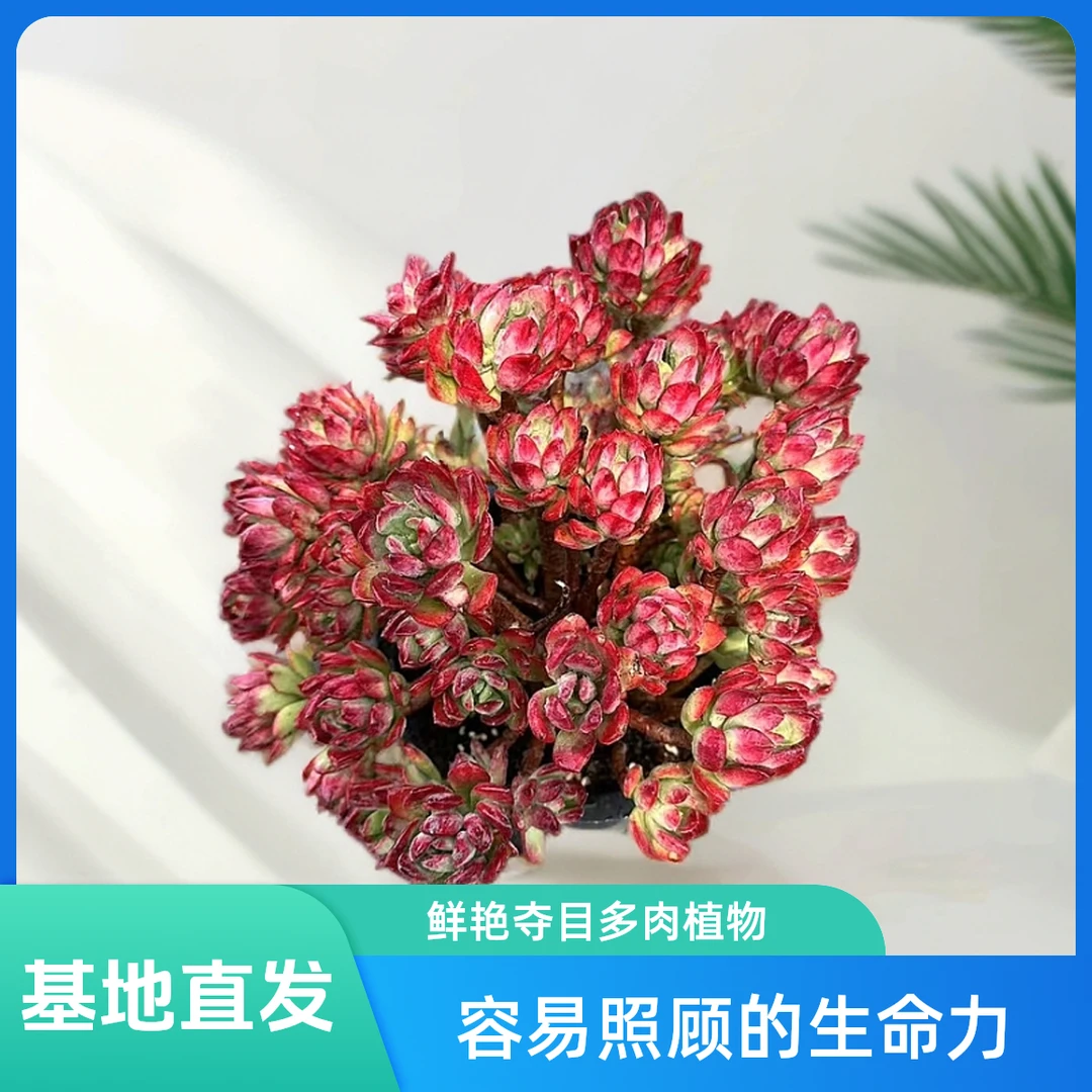 挚爱 中号玫瑰红稚莲【不带盆土】多肉植物