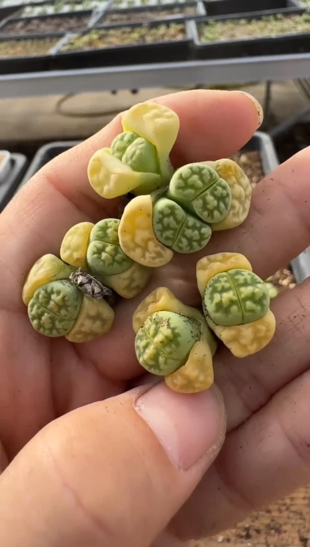 【闪购商品】7-240