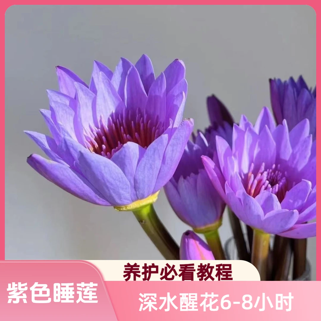 紫色睡莲鲜花-广州基地直发水生热带植物家庭室内插花