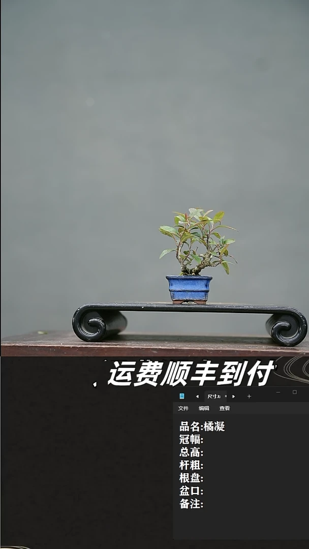 【闪购商品】21  橘凝