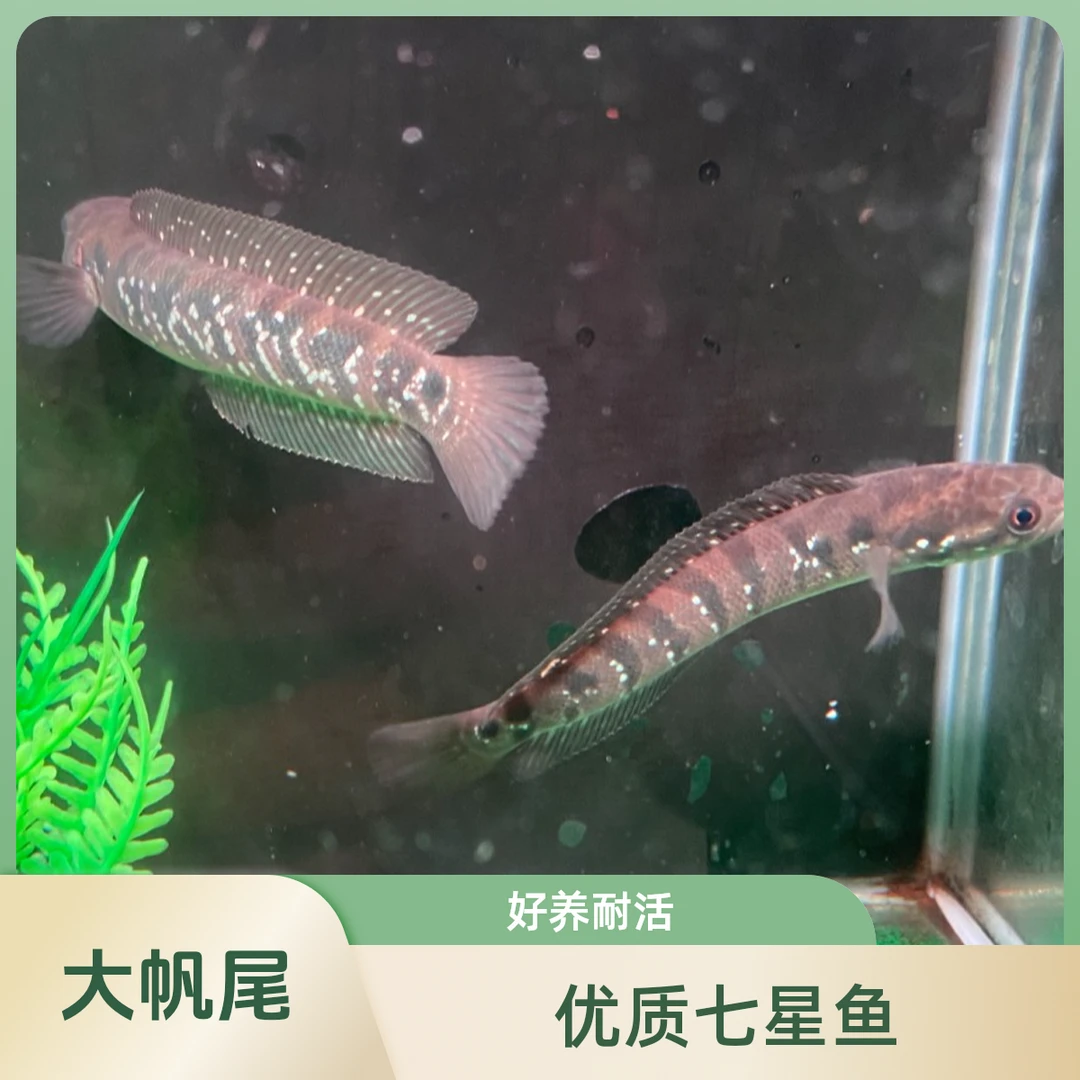 优质七星鱼【5-7cm】国产雷龙黑月醴 雷龙鱼赖寒好养耐活冷水淡水鱼