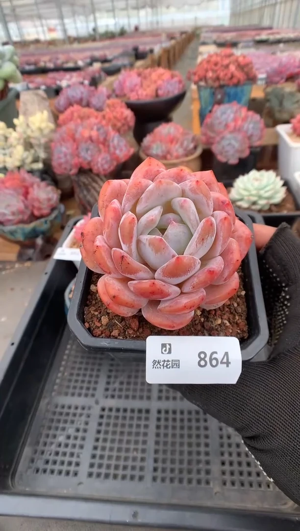 864梦露一物一拍