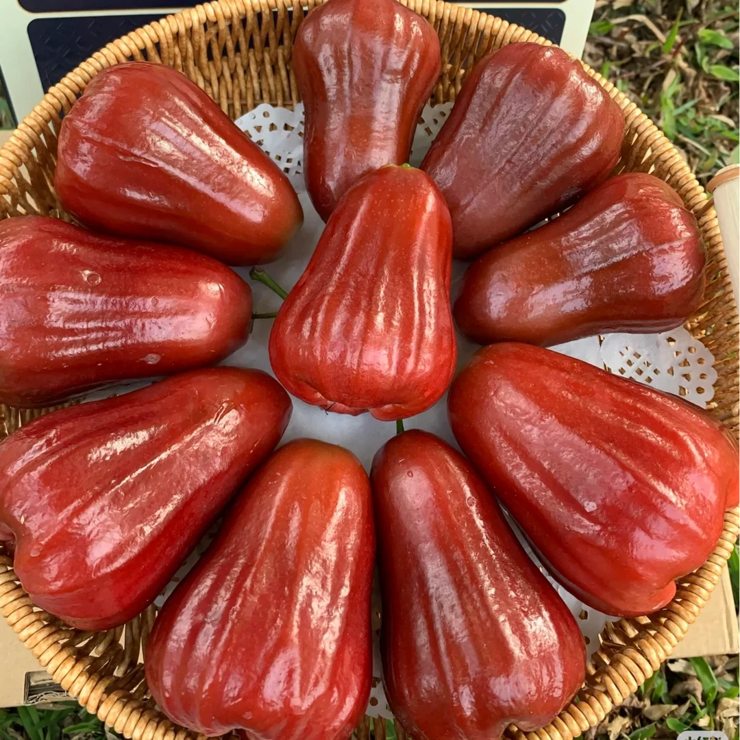 黑金刚莲雾苗水果嫁接树苗盆栽地栽阳台果园黑色莲雾女主人新鲜