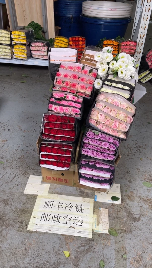 高原红5+紫霞2+粉红2+洛神2+卡布2+曼塔2+爱莎+骄傲+白梗800克2扎