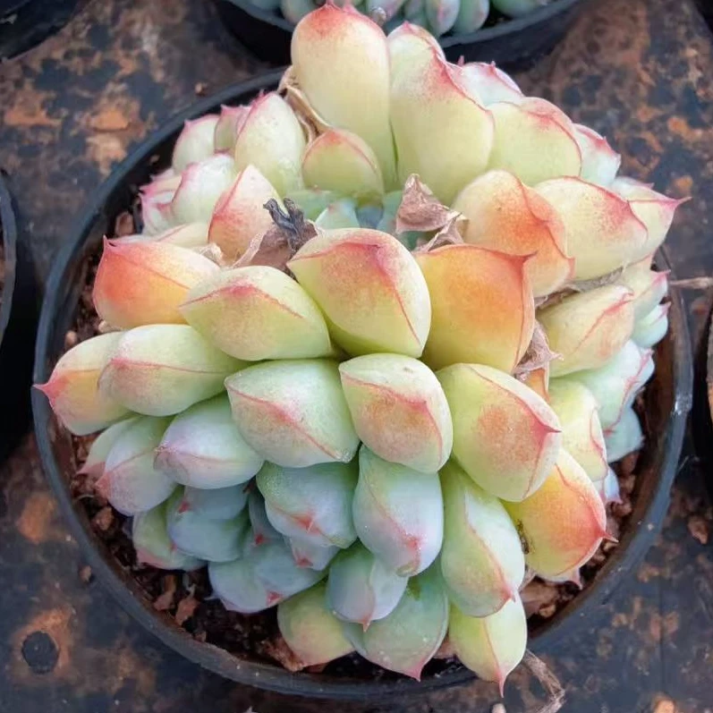 80#多头安比滴（5-7cm）脱土