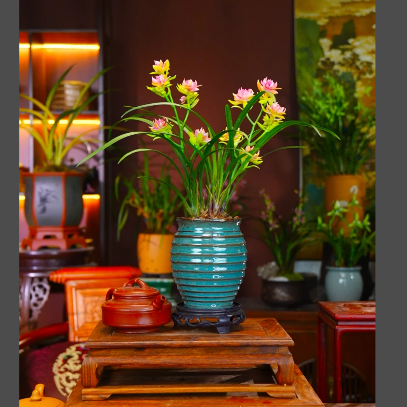 建兰铭品[玉影牡丹]室内阳台好养兰花盆栽