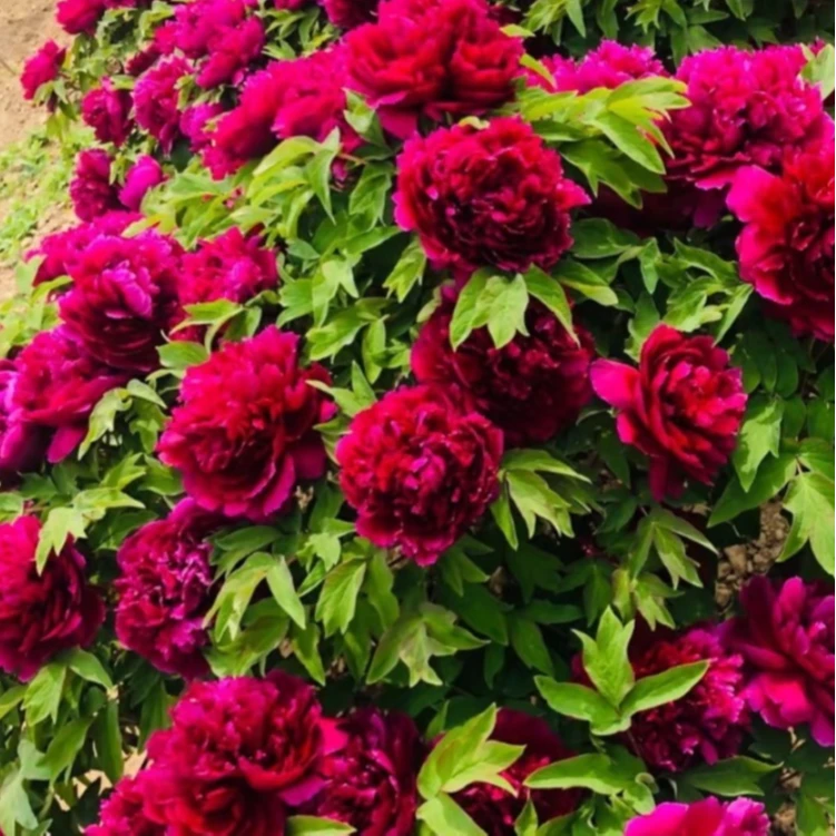 【黑豹】菏泽发货黑豹 牡丹苗 大苗秋季发货先发化肥