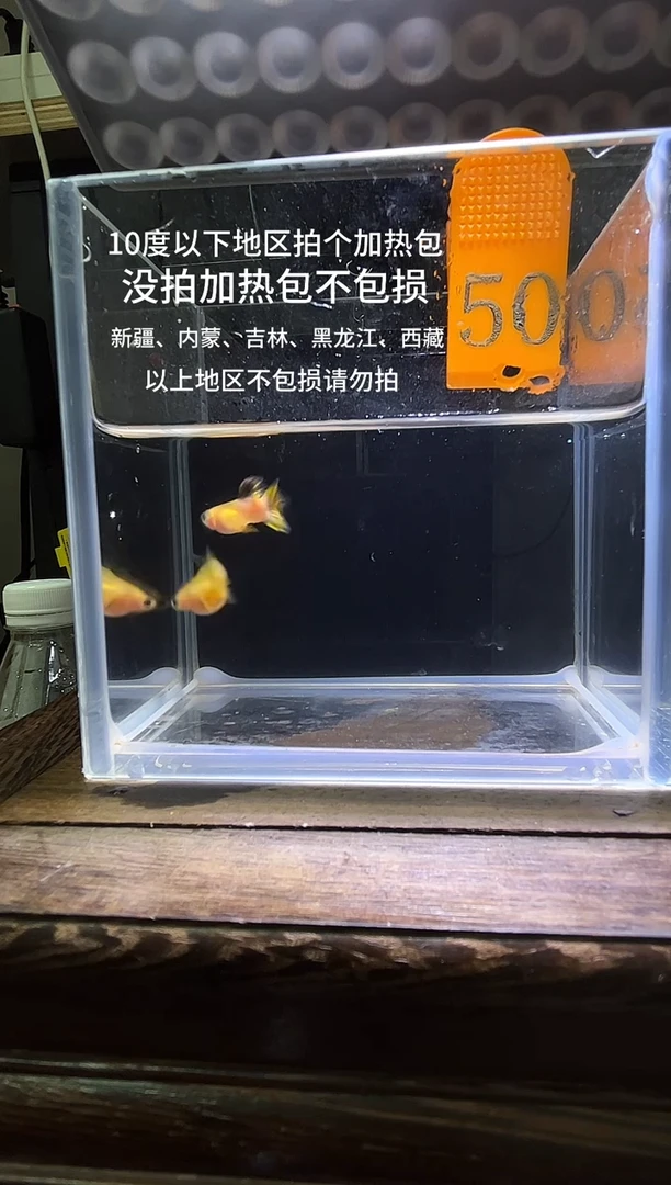 孔雀鱼幻彩玻璃猫短体编号50