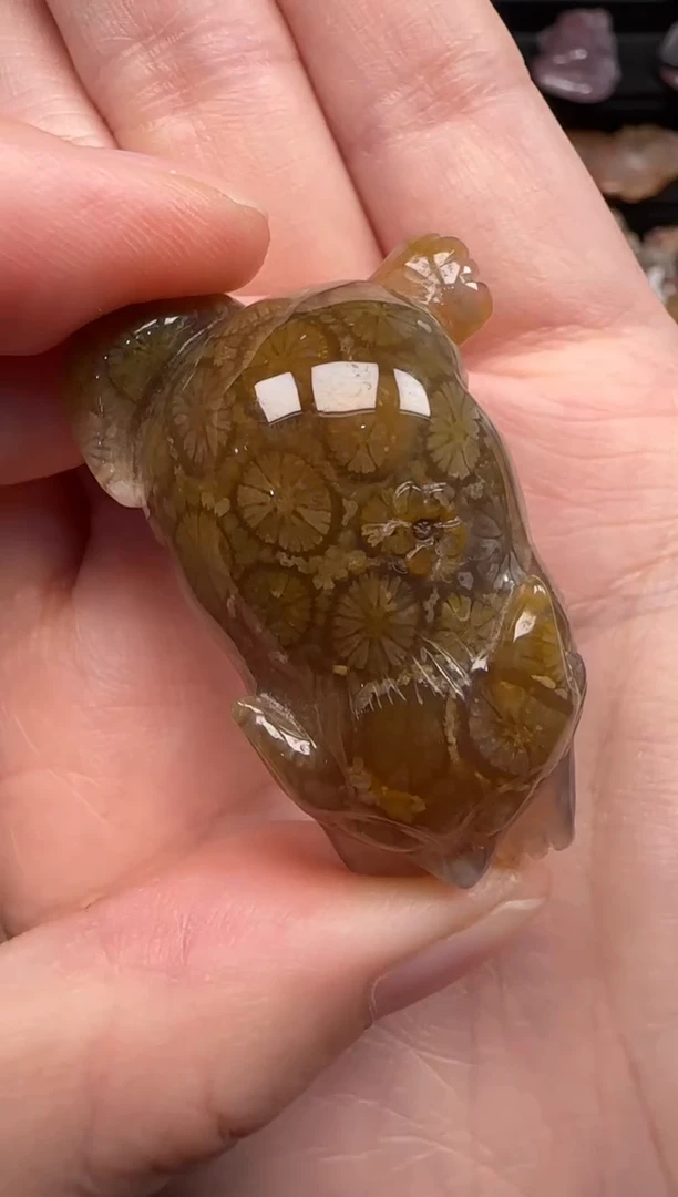 硅化珊瑚（珊瑚玉）未镶嵌颈饰587