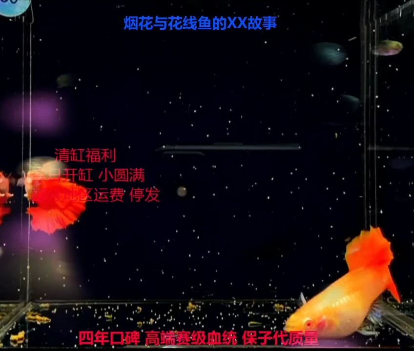 孔雀鱼小圆满种鱼1对