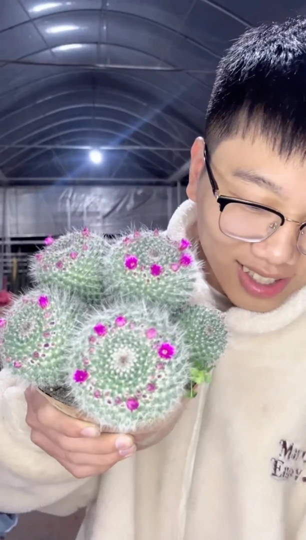 【闪购商品】多头 玉翁 10-12cm