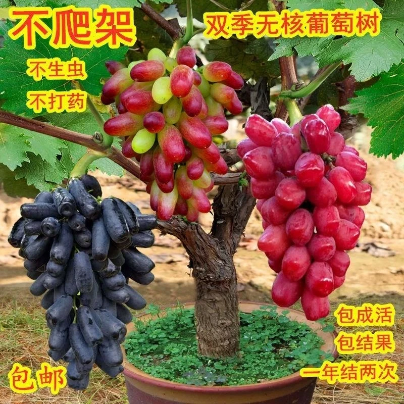 葡萄树曲盆栽一树多果当年结果易管理好成活南北方种植果树苗