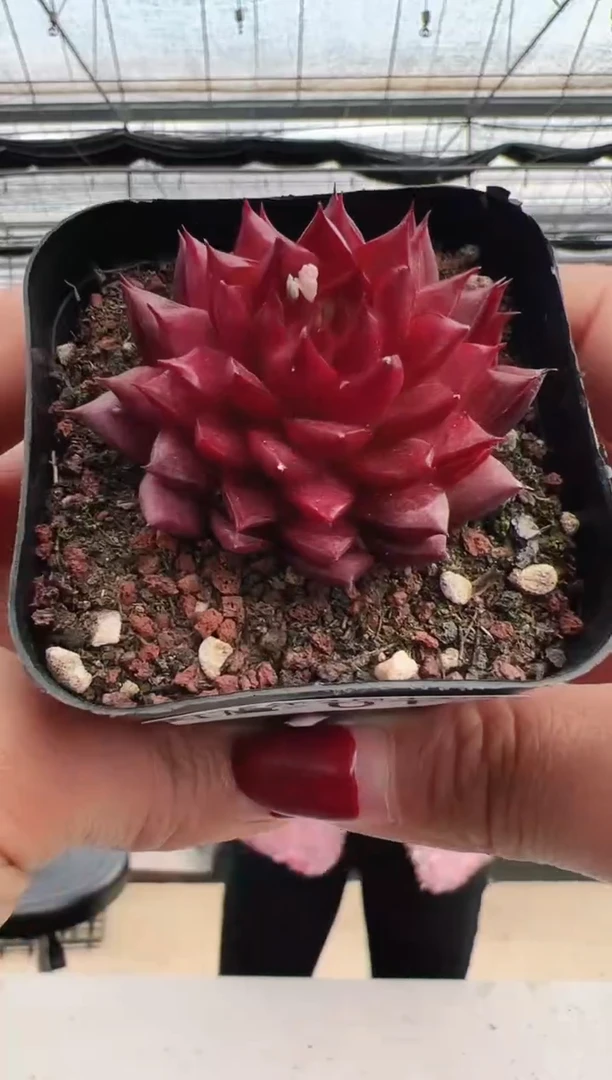 【闪购商品】红魔-1