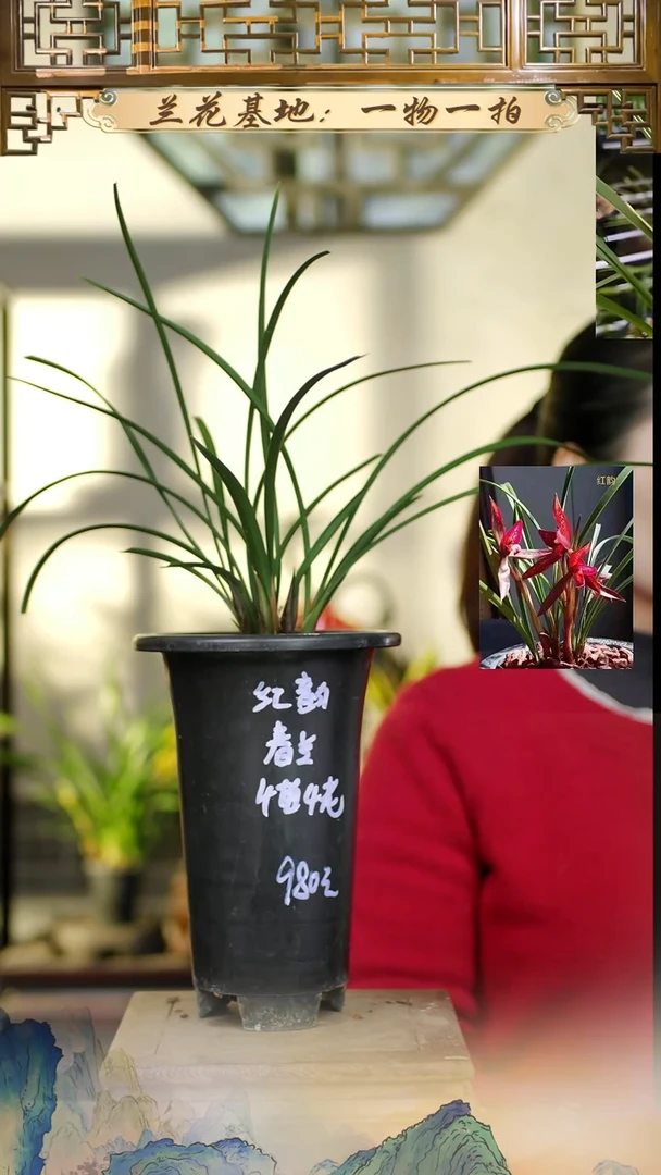 全部花苞春兰红韵4苗4花