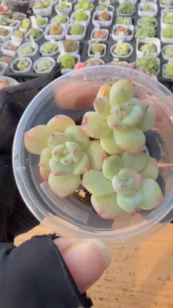 T6 单双混 3颗量拍混发 满9.9包邮