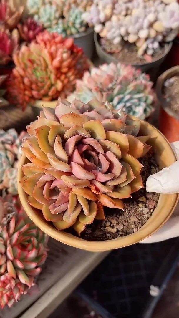 【闪购商品】18239