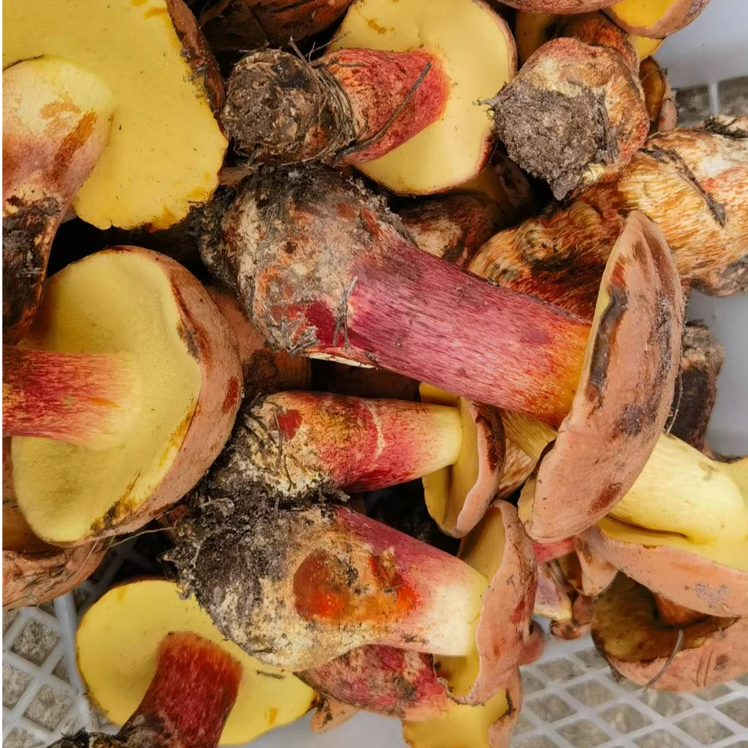 云南新鲜见手青红葱菌牛肝菌食用蘑菇口感鲜美