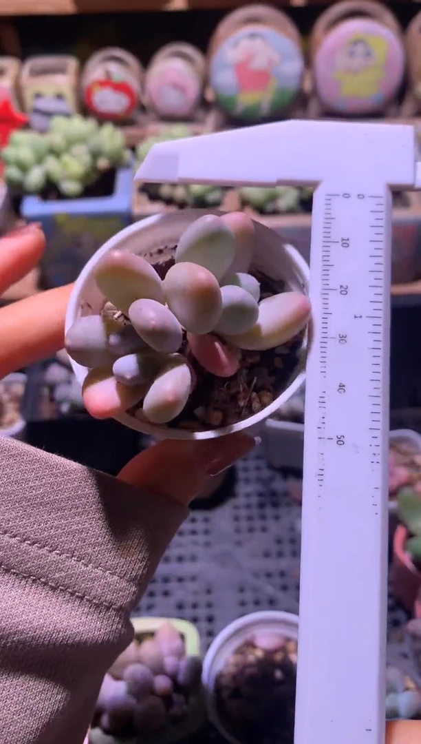 双头蛋黄奶酪，满28包邮，不满发一个叶片到付