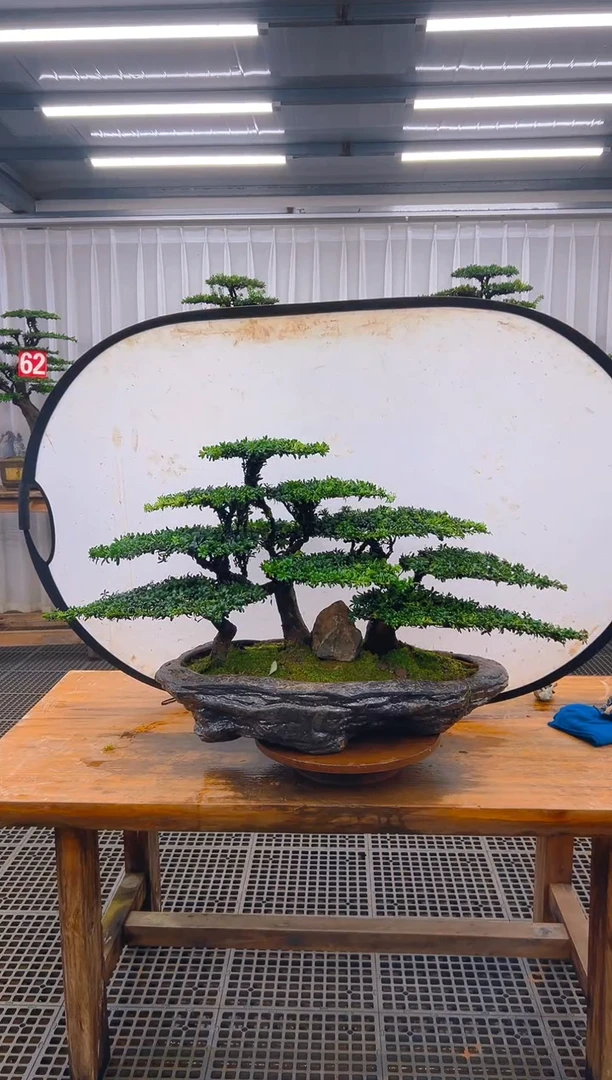 无花朵微***6精品盆景直播间一物一拍
