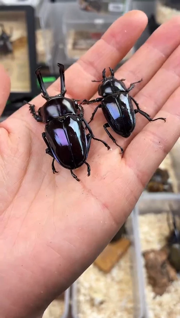 M****D2148彩虹锹甲成虫公母一对+进口盒子套餐