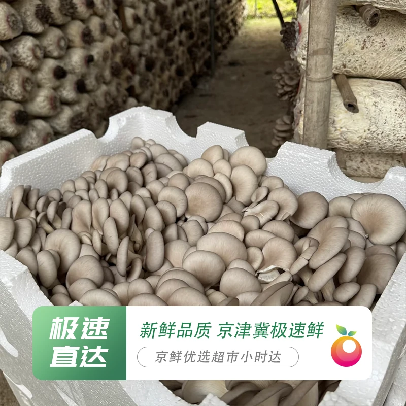 【新鲜平菇，不打药】2斤/4斤 现采现摘 精品新鲜平菇