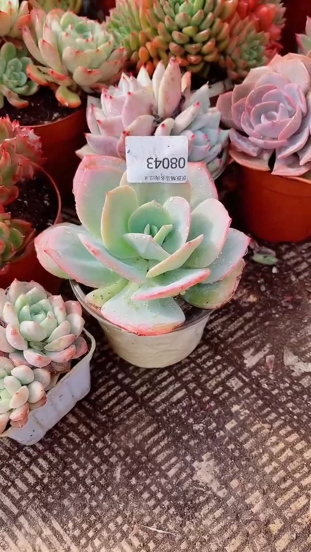 筱****2跃跃精品多肉08043