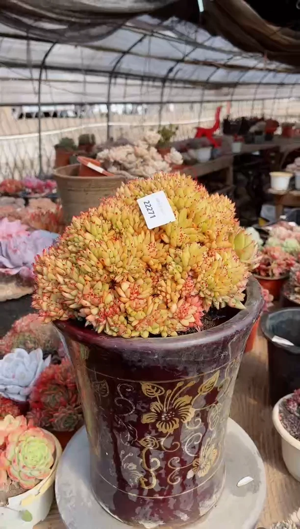 【闪购商品】22271