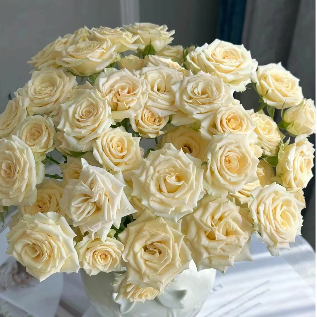 小头翠妮缇泡泡10支  多头玫瑰  批发花店摆地摊直发 家养水养