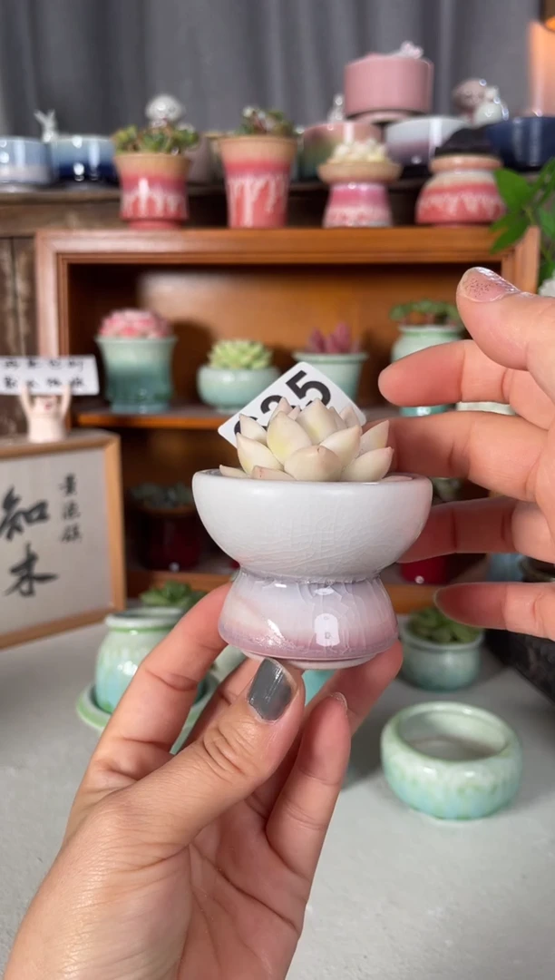 瓷片635知木小芳花盆