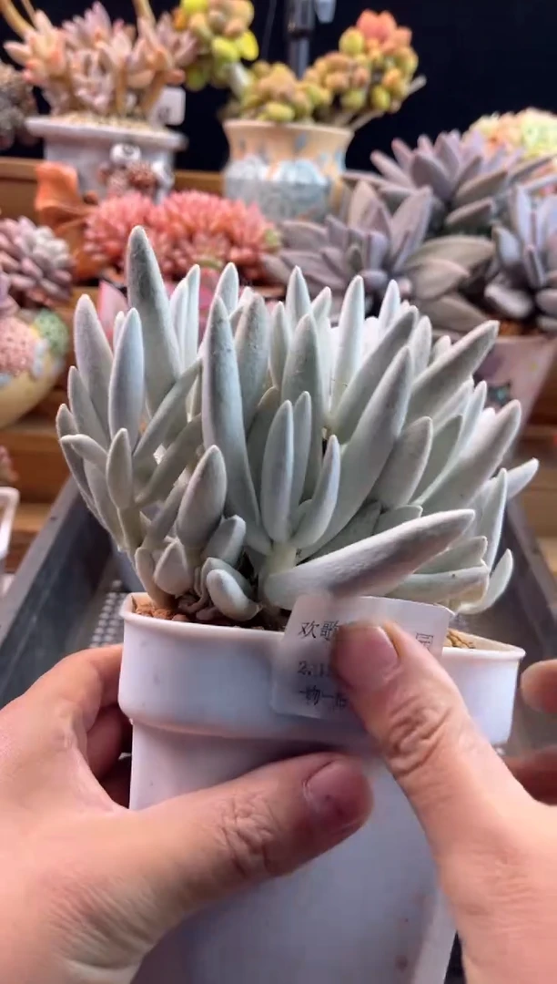 【闪购商品】2.15-23银月