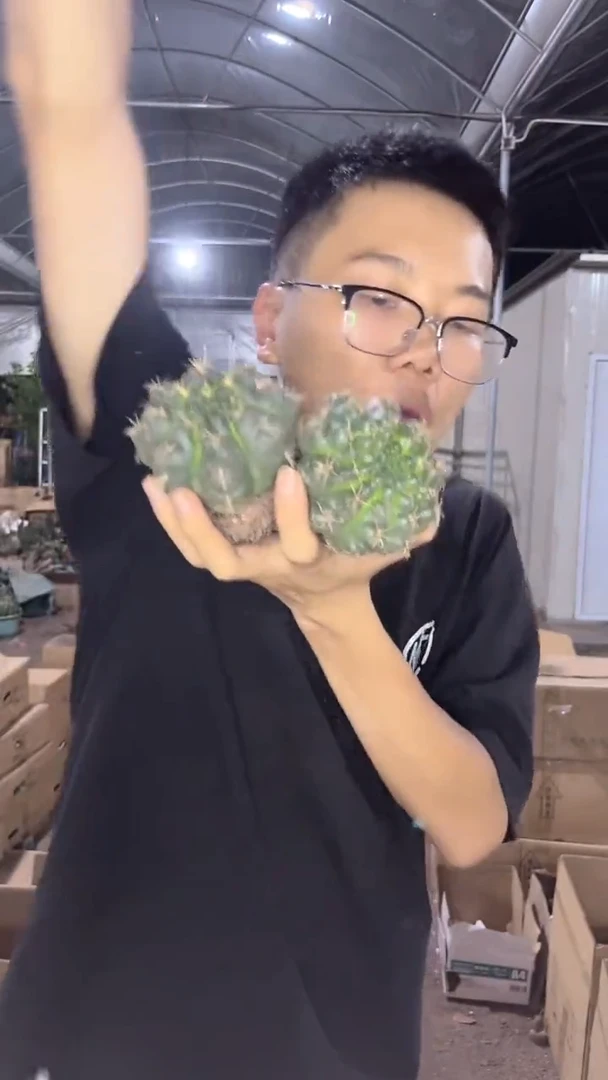 2颗 实生根 绯花玉 6-8cm