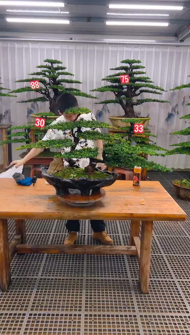 无花朵精品盆景直播间一物一拍