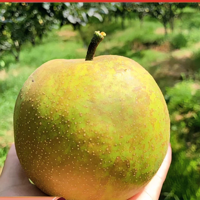 顺丰发运翠冠蜜梨坏果包赔