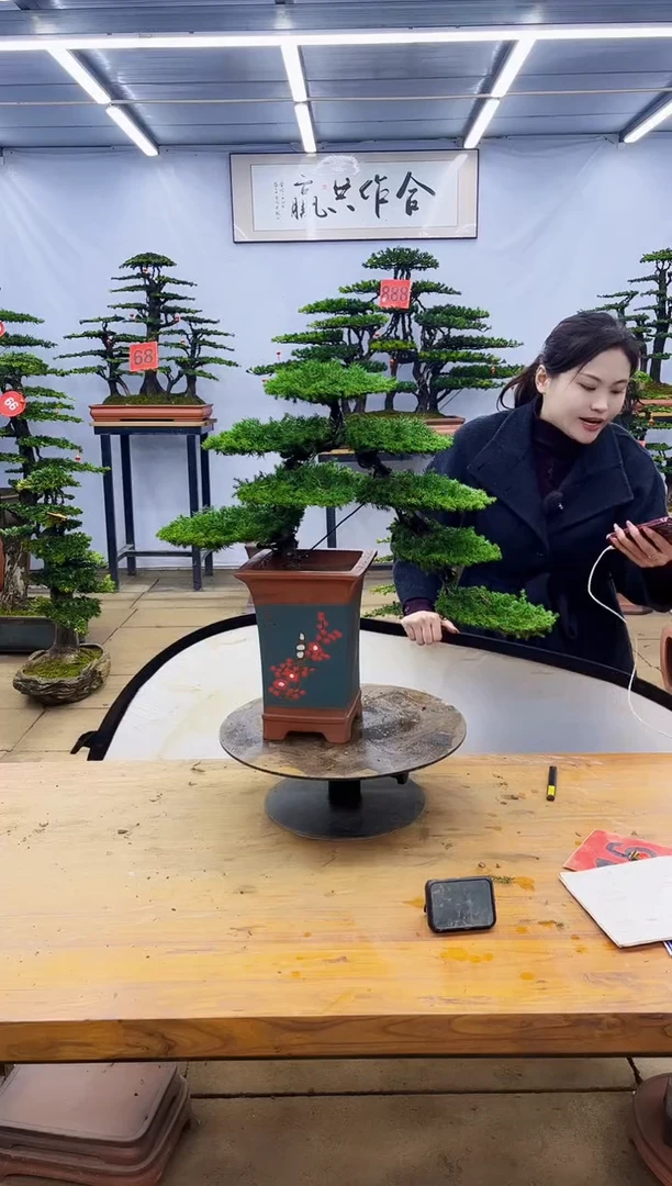 【闪购商品】高端盆景一物一拍，所见即所得