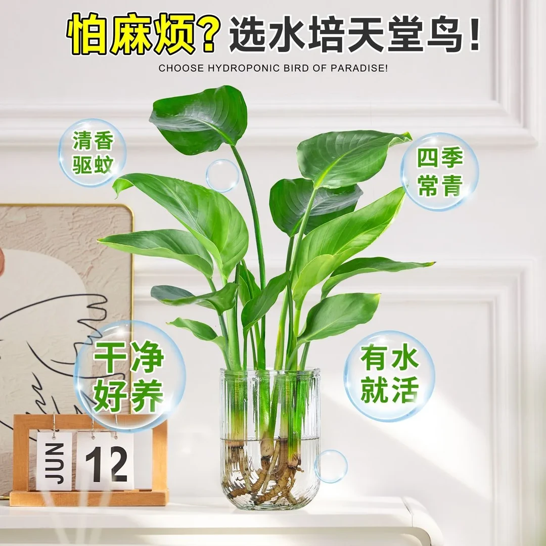 天堂鸟水培U型玻璃花瓶植物兰盆栽绿植室内花卉水养富贵净化空气
