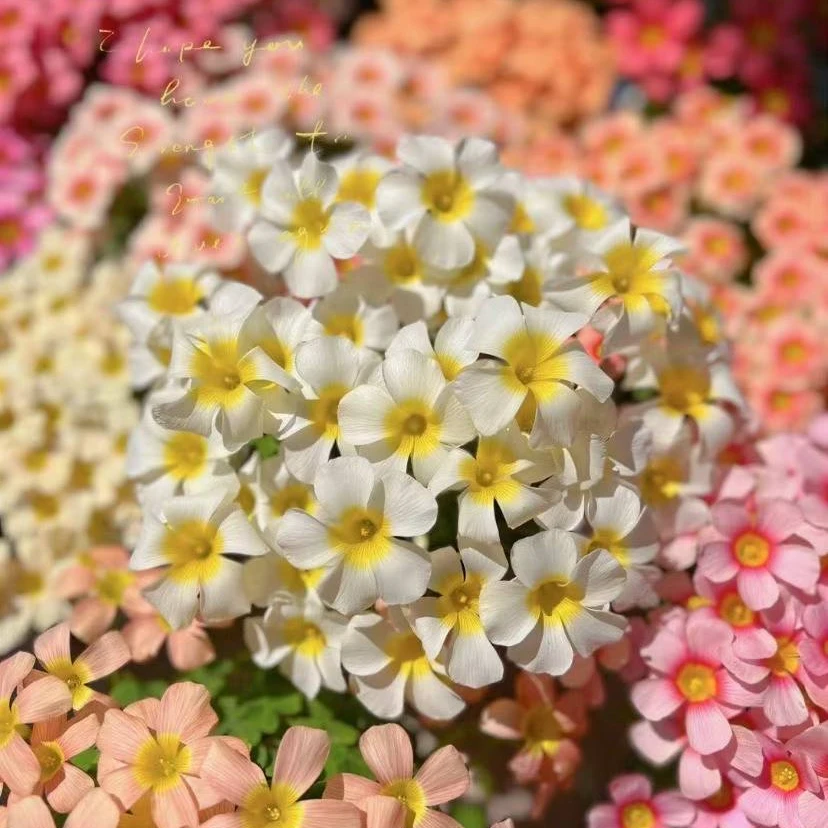 花自开花自开酢浆草种球种子花卉室内外庭院阳台客厅植物养活黄紫