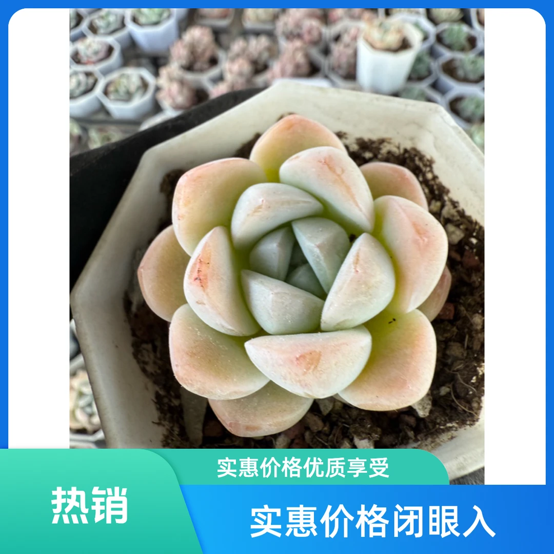 精品玉蝴蝶多肉植物