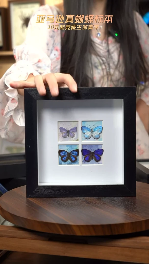 4只小型蝶组合方框