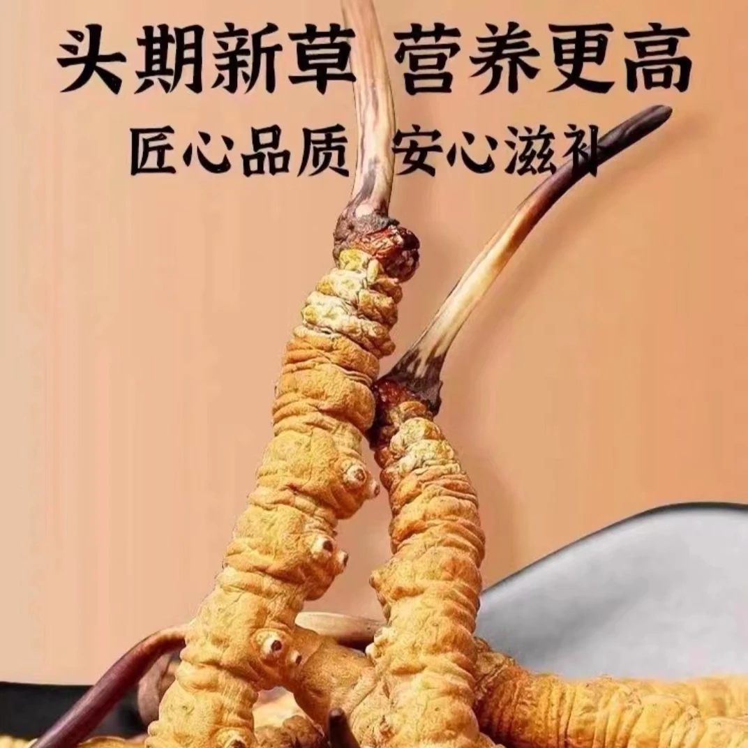 【2根一克】 头茬天然冬虫夏草 滋补养生品质 甄选送礼 泡酒