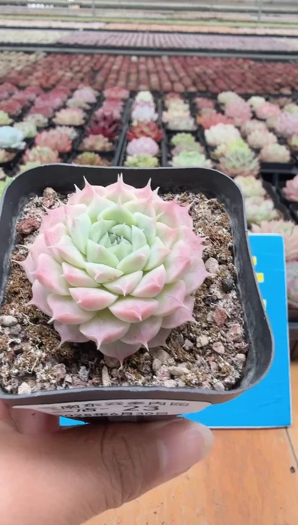 东云多肉园二店-23