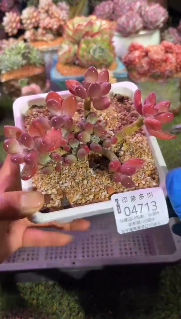 【闪购商品】04713