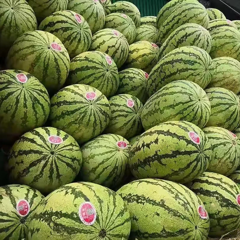 宁夏西瓜砂西瓜 水分足 味道甜 果形偏长宁夏回族自治区