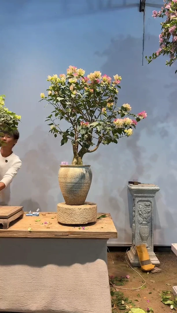 全部花朵P****࿐三角梅56