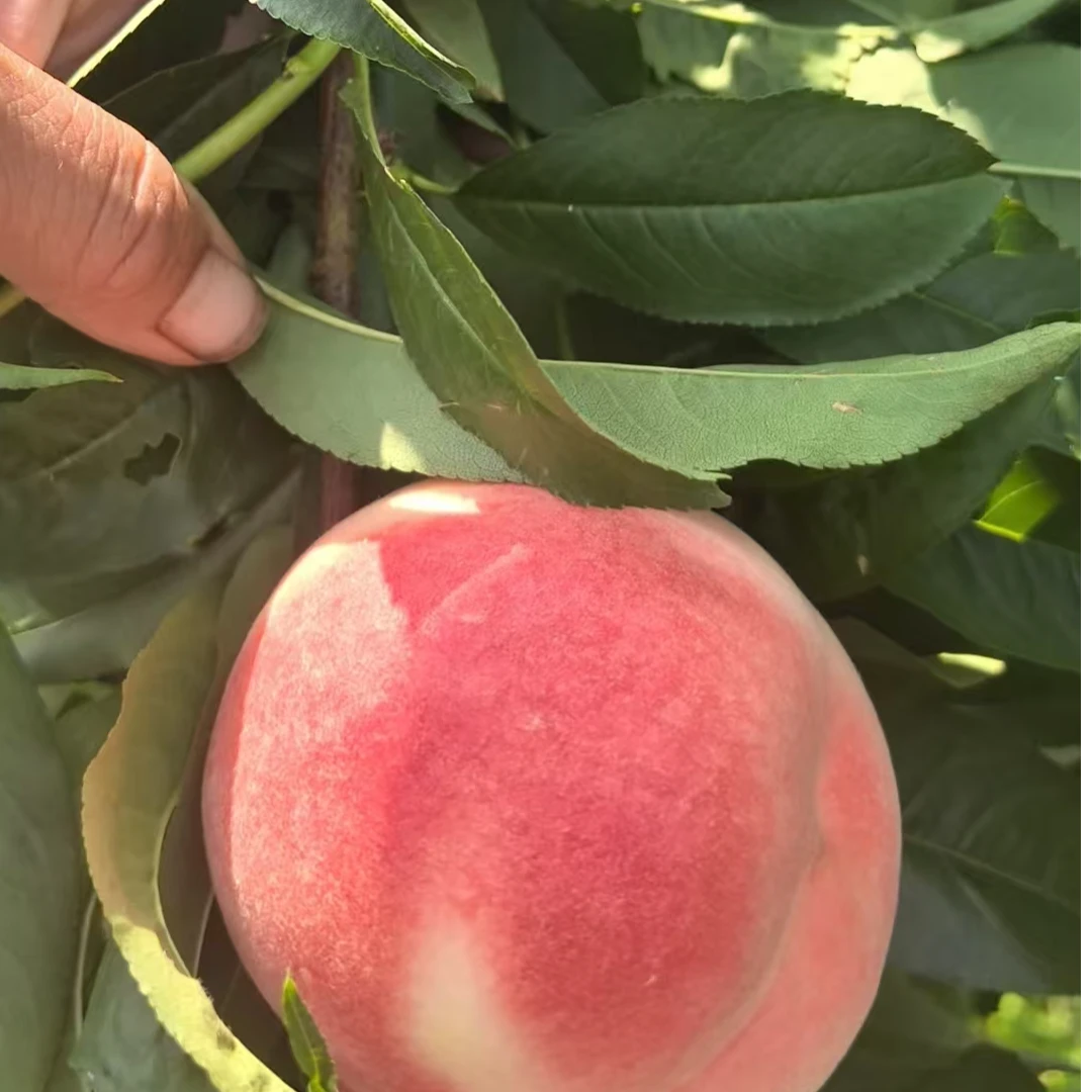 早熟离核全红蜜桃苗