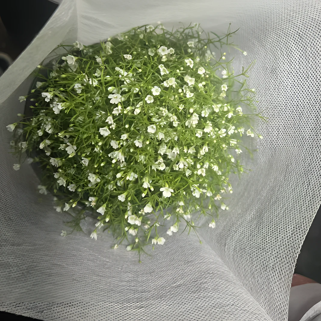 满天星盆栽室内绿植