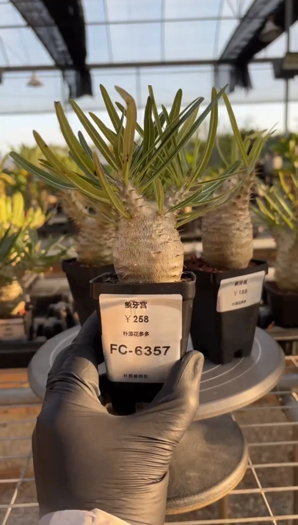 君*辰象牙宫FC-6357