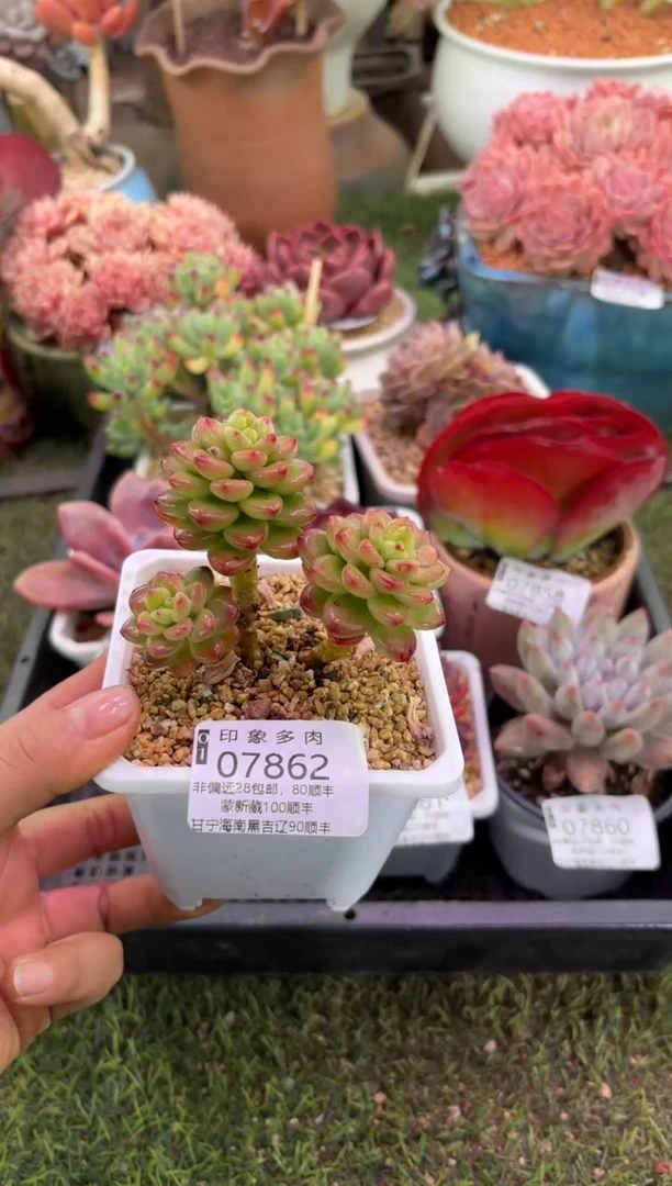 【闪购商品】07862