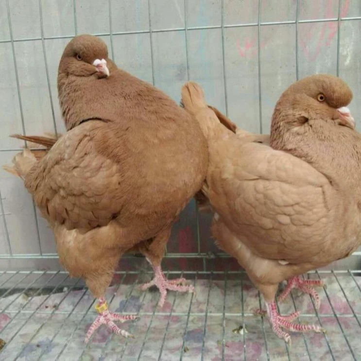 黄色元宝圆环（以直播鸽子实物为准）