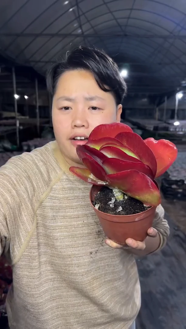 单头唐印3.99