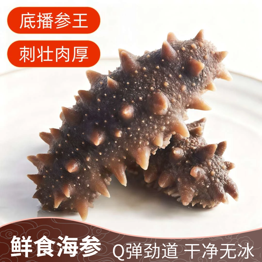 深海底播大参王 鲜食海参 5-6头 Q弹劲道 顺丰包邮